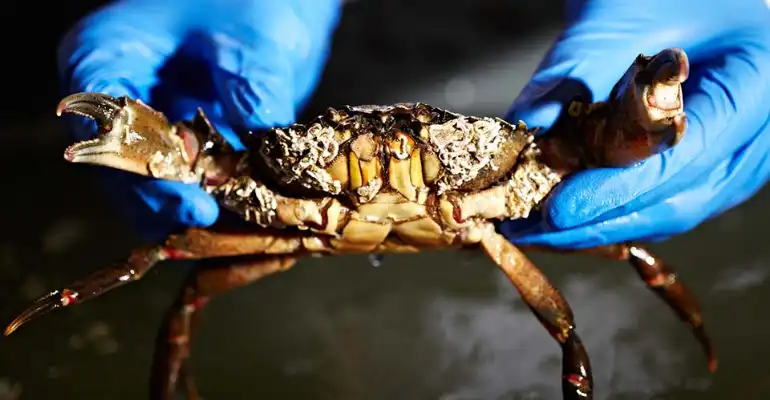 International Marine Science
