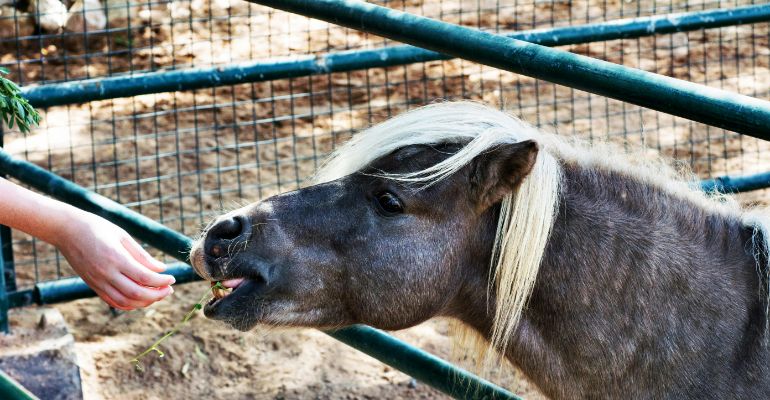 Animal Sciences