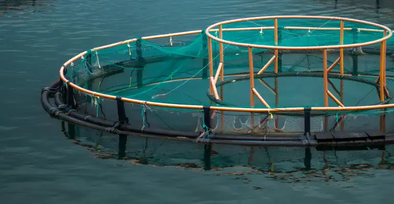 MSc Sustainable Aquaculture