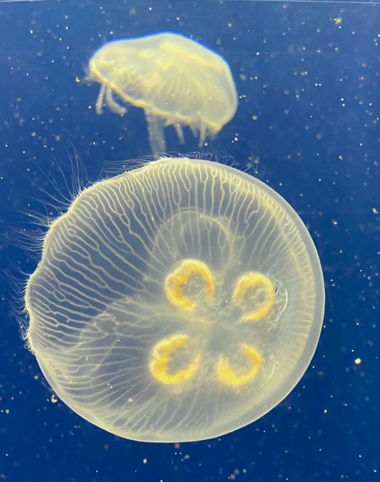 Bachelor of Science in Freshwater and Marine Biology