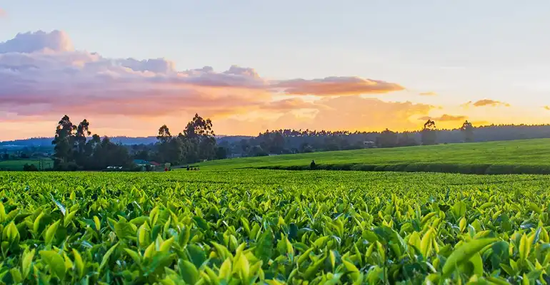 Food and Agricultural Business