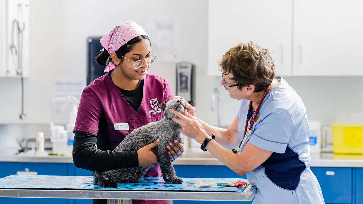 Veterinary Medical Assistant