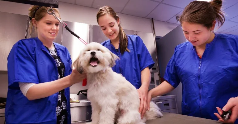 Animal Care