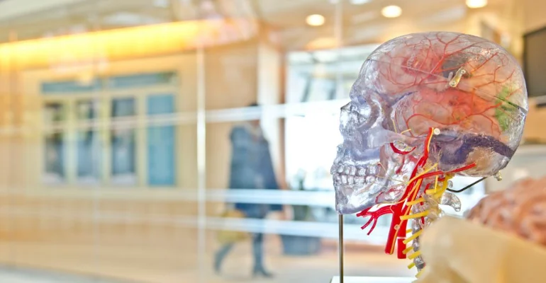 Neuroscience (Thesis)