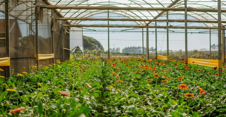 Horticulture — Nursery and Greenhouse Science Emphasis
