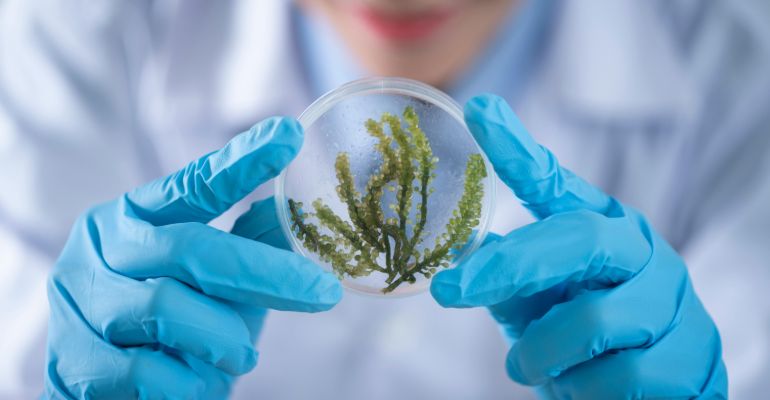 Life Sciences