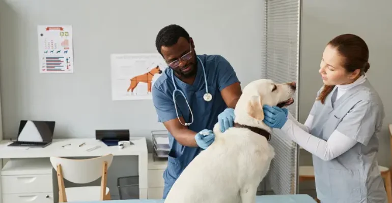 Bachelor of Science Veterinary Nursing